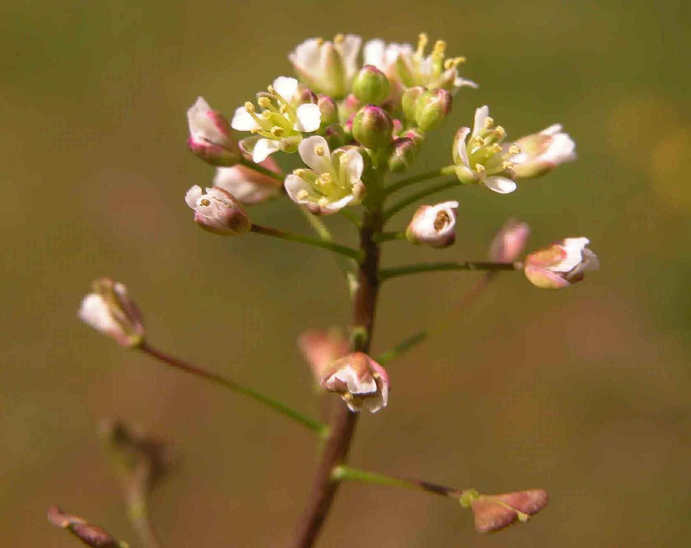 Shepherd's Purse flower